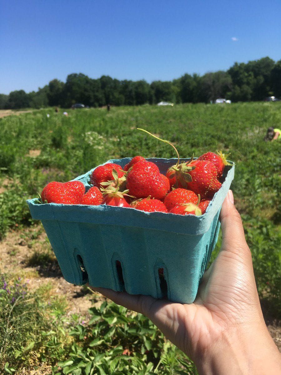 All the Berries & Stone Fruit We've Served (So Far)