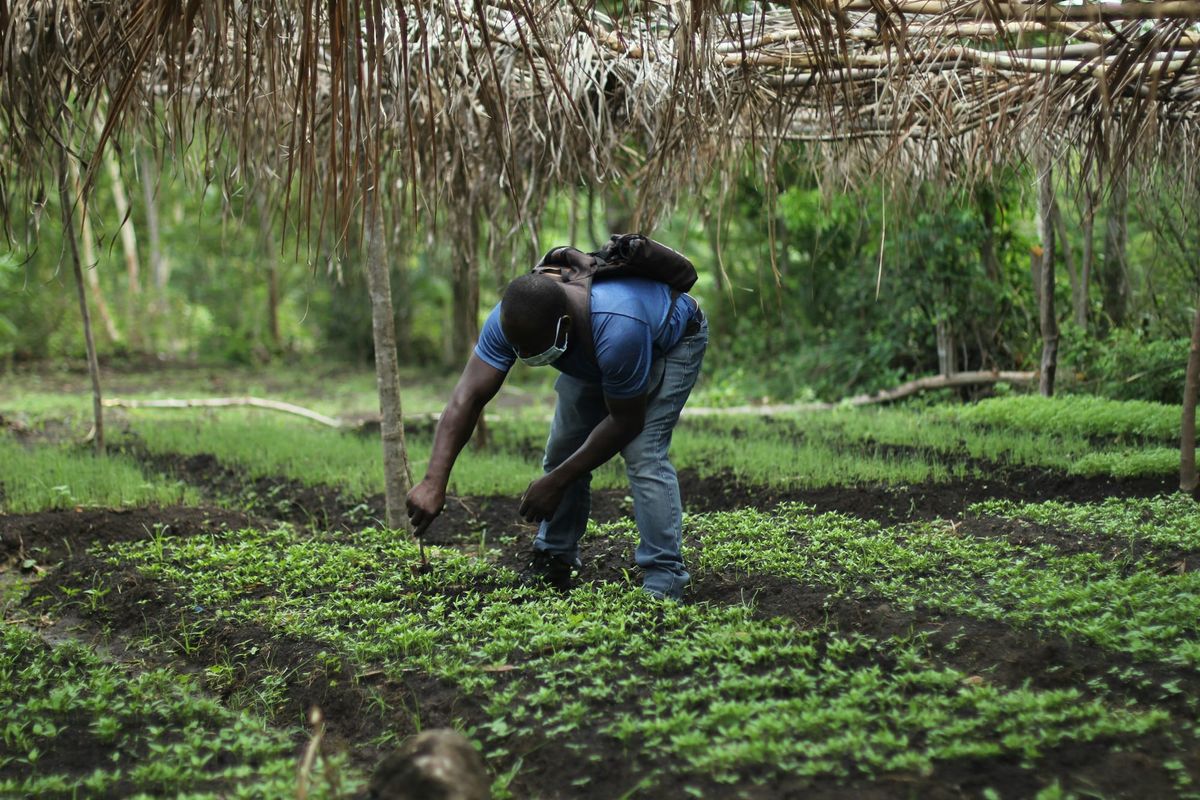 The Agricultural Value Chain, Challenges and Digital Opportunities in Nigeria