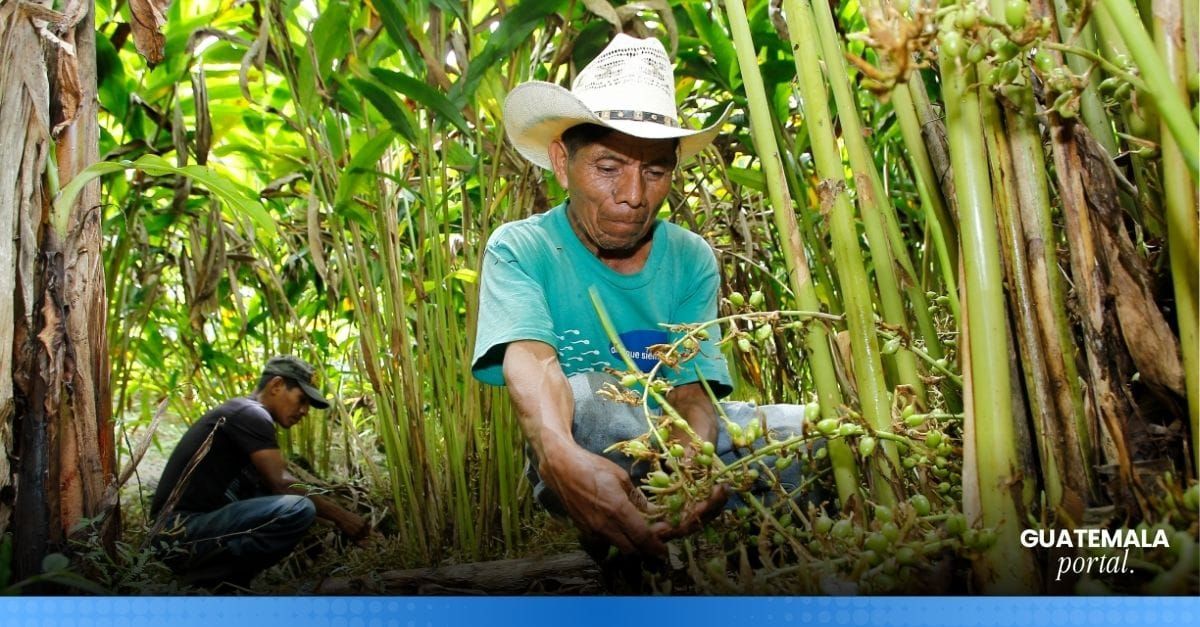 Guatemala Strengthens Position as No. 1 Cardamom Exporter Worldwide