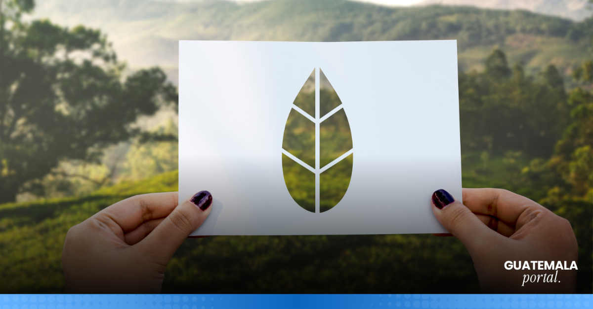 What Is a Carbon Positive Company and Why Is It Vital for Central America?