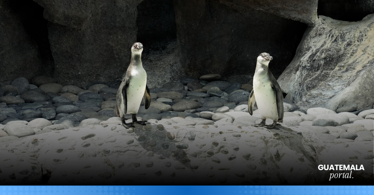 Welcome Jorge and Carlos! Two new Humboldt penguins join the Zoológico La Aurora family