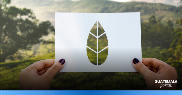 What Is a Carbon Positive Company and Why Is It Vital for Central America?