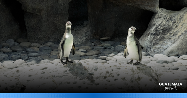Welcome Jorge and Carlos! Two new Humboldt penguins join the Zoológico La Aurora family