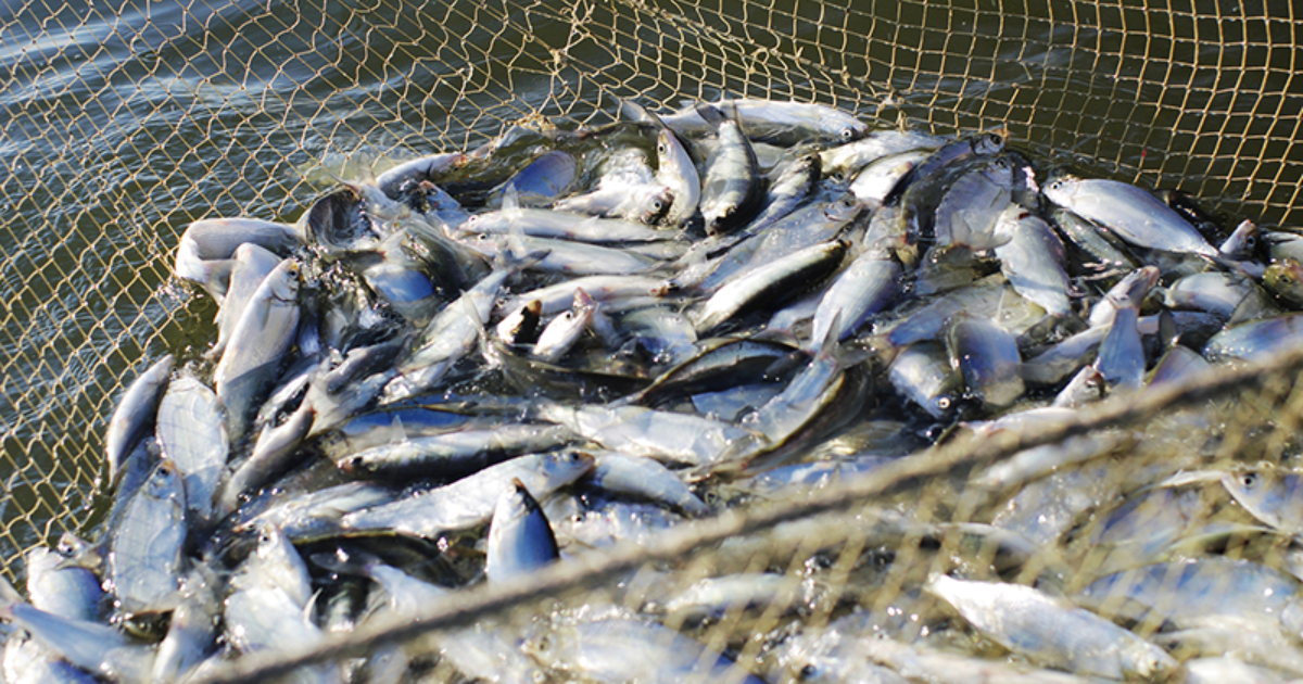 Власти хотят ввести запрет на вылов рыбы из Иссык-Куля и Сон-Куля