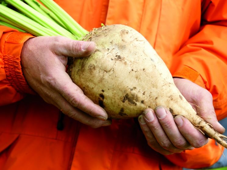 Закупочные цены на сахарную свеклу выросли на 58% — Госантимонополия