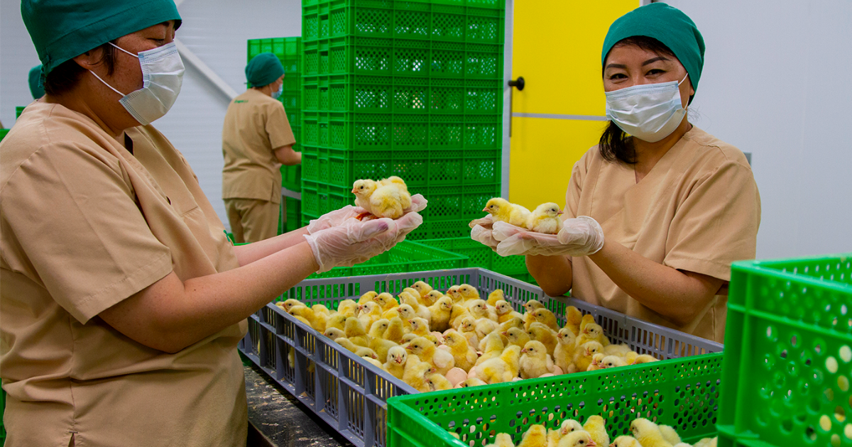 Как крупнейшая птицефабрика в Кыргызстане поставляет продукцию KFC – видео