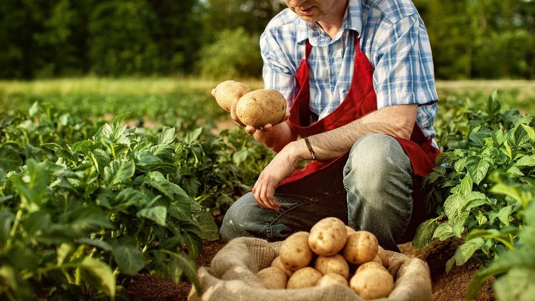 Кабмин поручил Минэконому и Налоговой службе оптимизировать налоги для фермеров