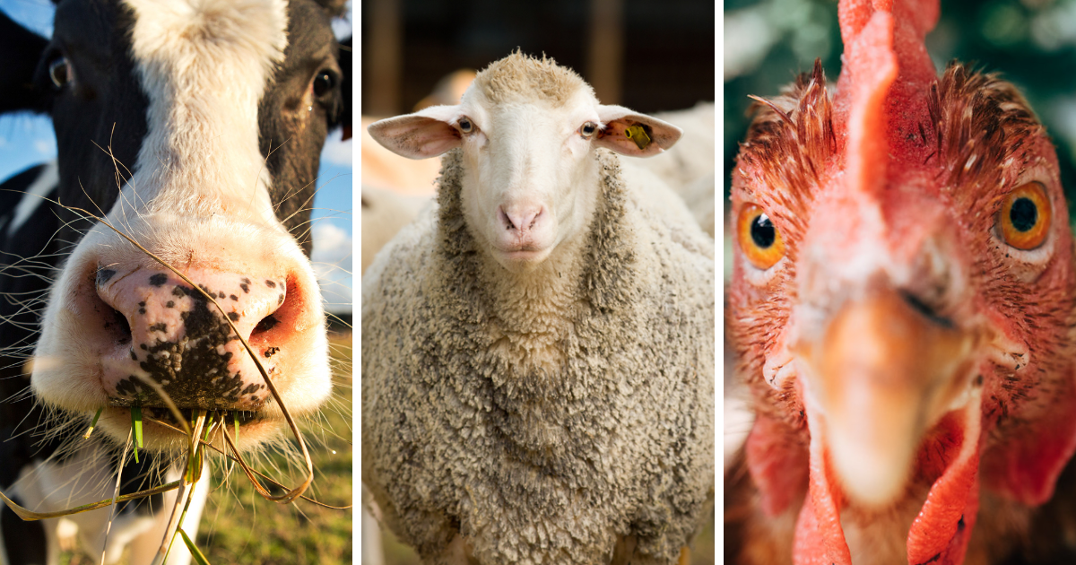 Минсельхоз хочет выплачивать госдотации животноводам, разводящим скот элитных пород