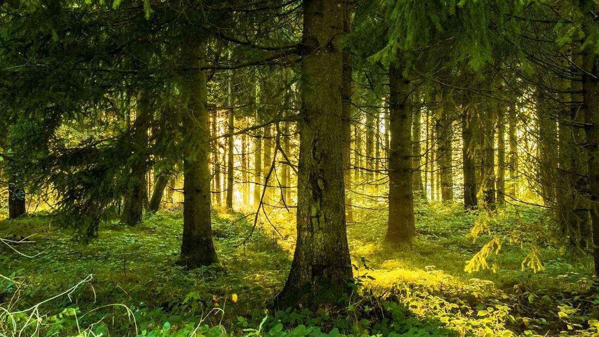 Минфин профинансировал лесное хозяйство на 72.7 млн сомов