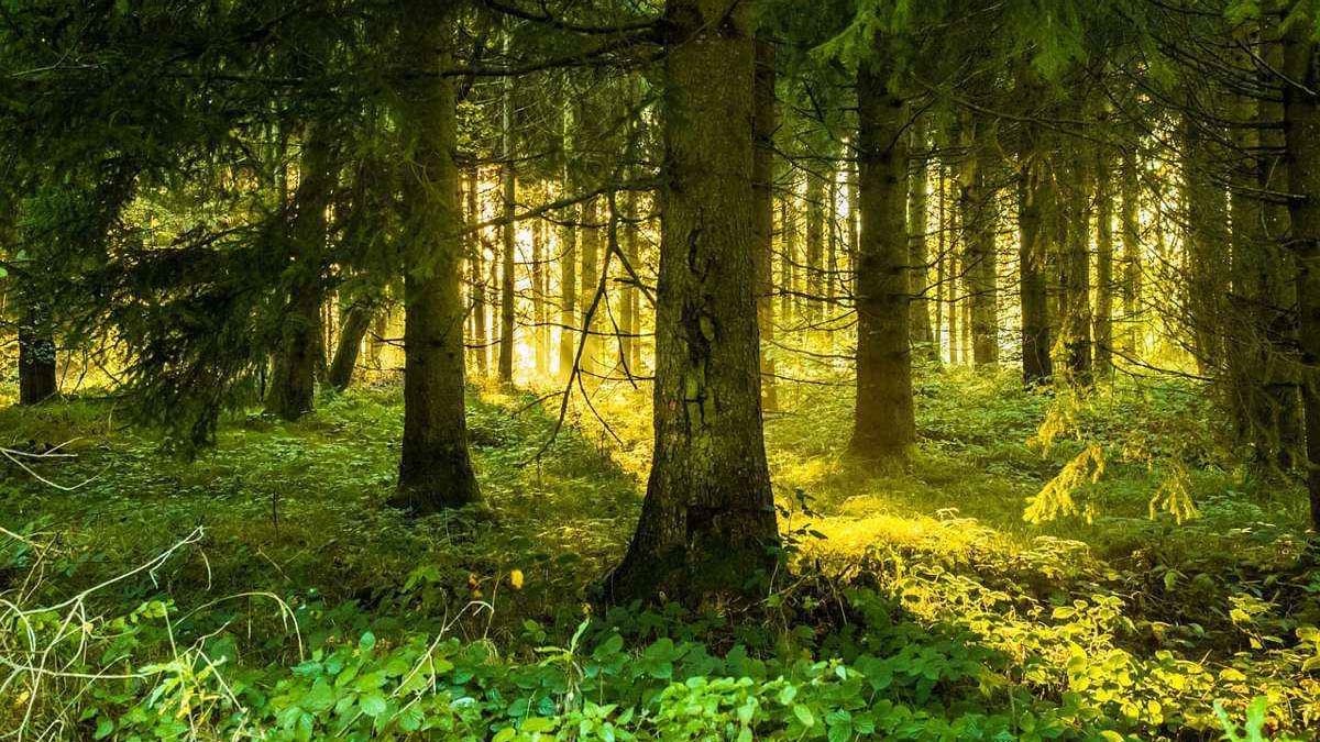 В следующем году Минсельхоз начнет строить питомник и лесозащитную полосу за $220 тысяч