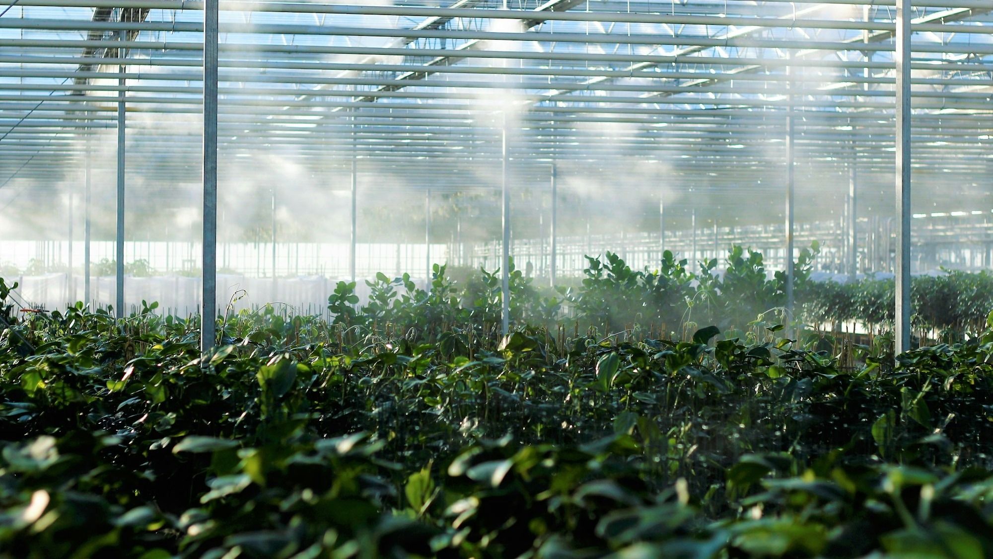 Турецкая компания построит в Шымкенте тепличный комплекс - он станет самым крупным в Казахстане