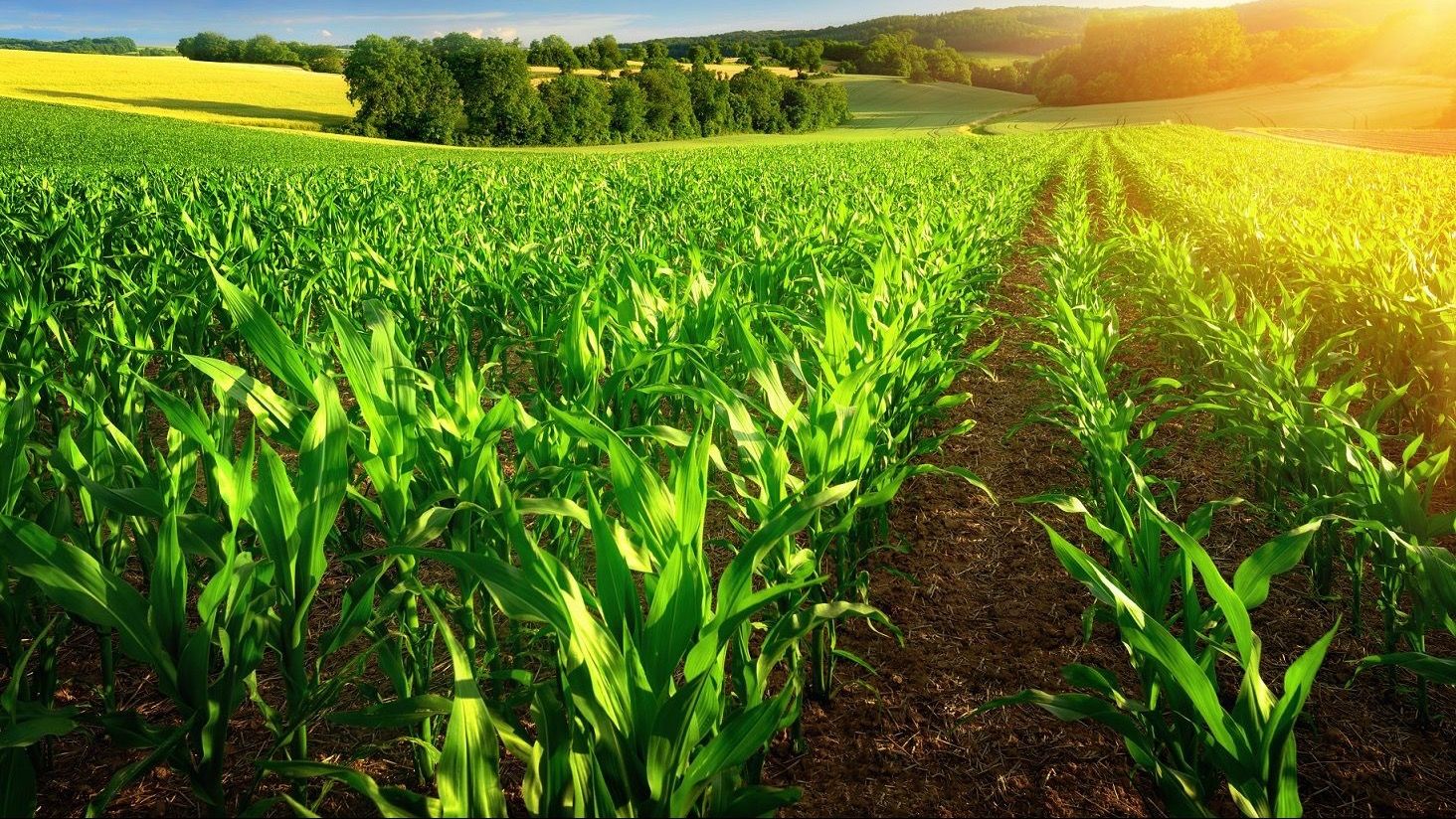 В Кыргызстане разработали закон о страховании фермеров