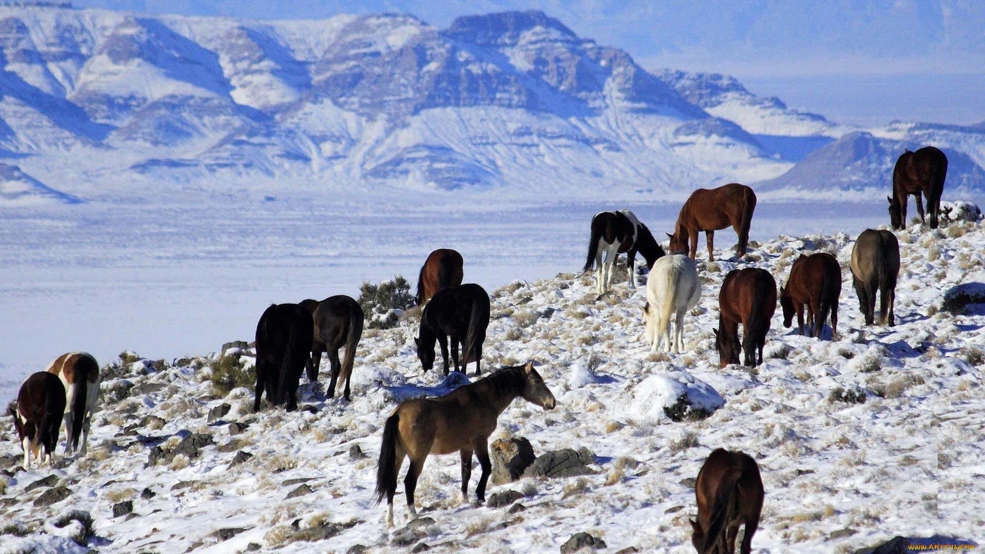 Из Кыргызстана в Узбекистан пытались перегнать скот на 4 млн сомов