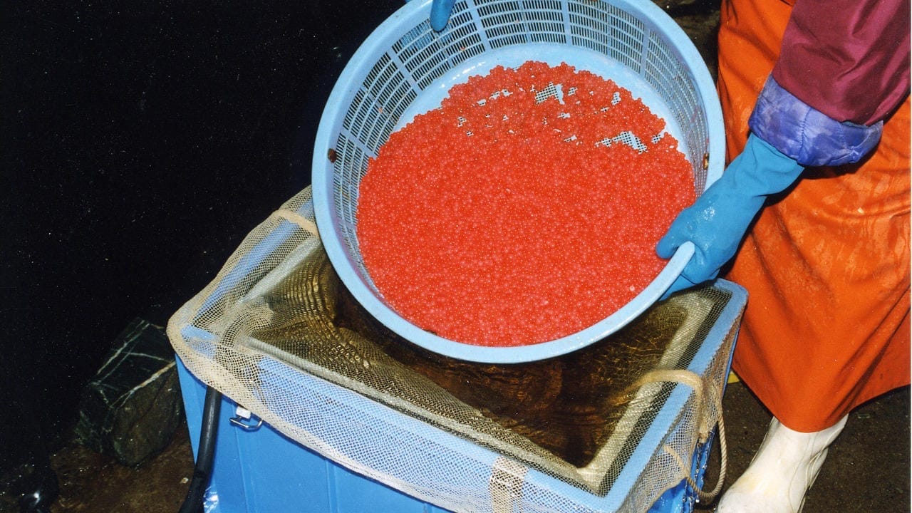 За прошлый год департамент рыбного хозяйства заложил 20 млн оплодотворенной икры