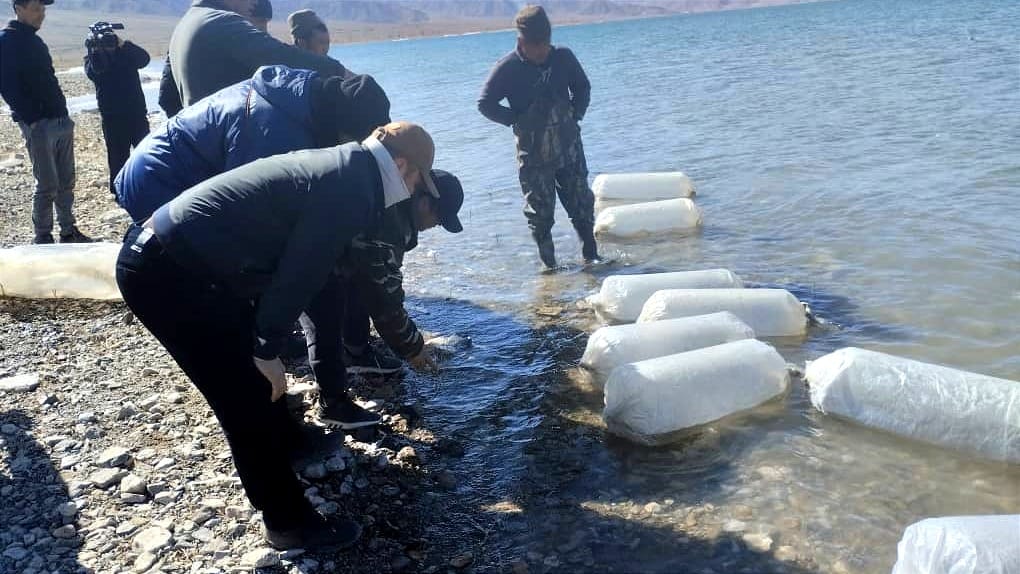 В Иссык-Куль выпустили свыше 6 млн мальков форели-гегаркуни и сига-лудоги