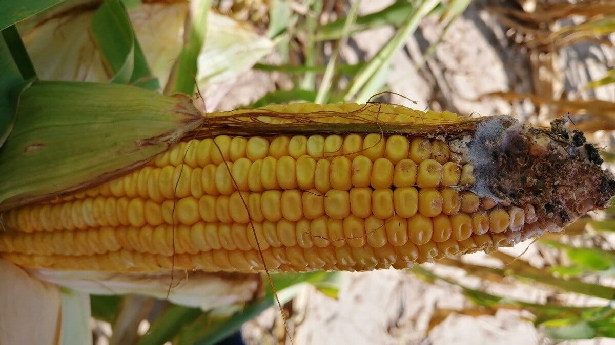 В Чуйском районе 15 гектаров кукурузы поражены вредителем