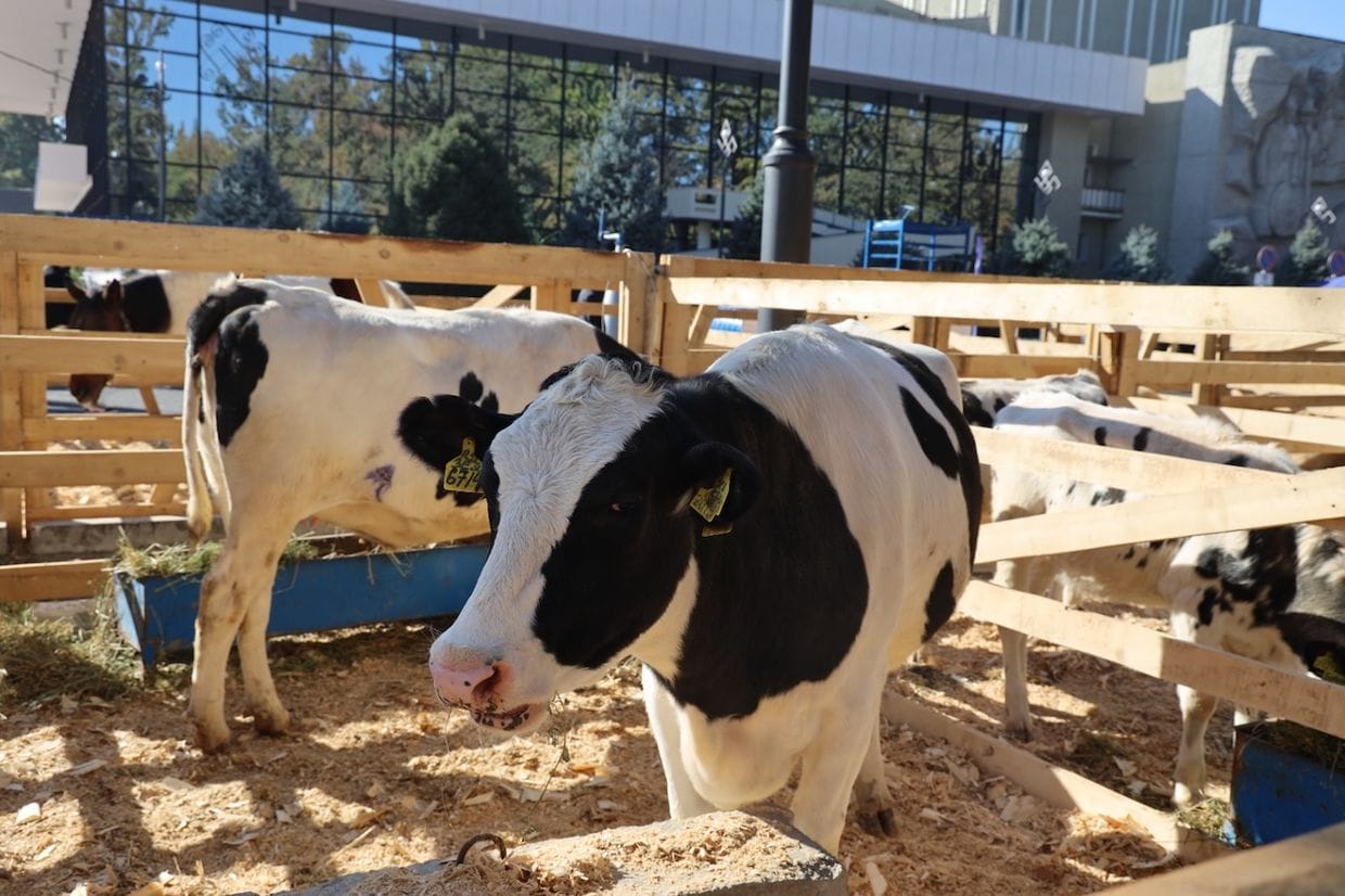 Власти КР выделили 278 млн сомов на сельскохозяйственную перепись в 2025 году