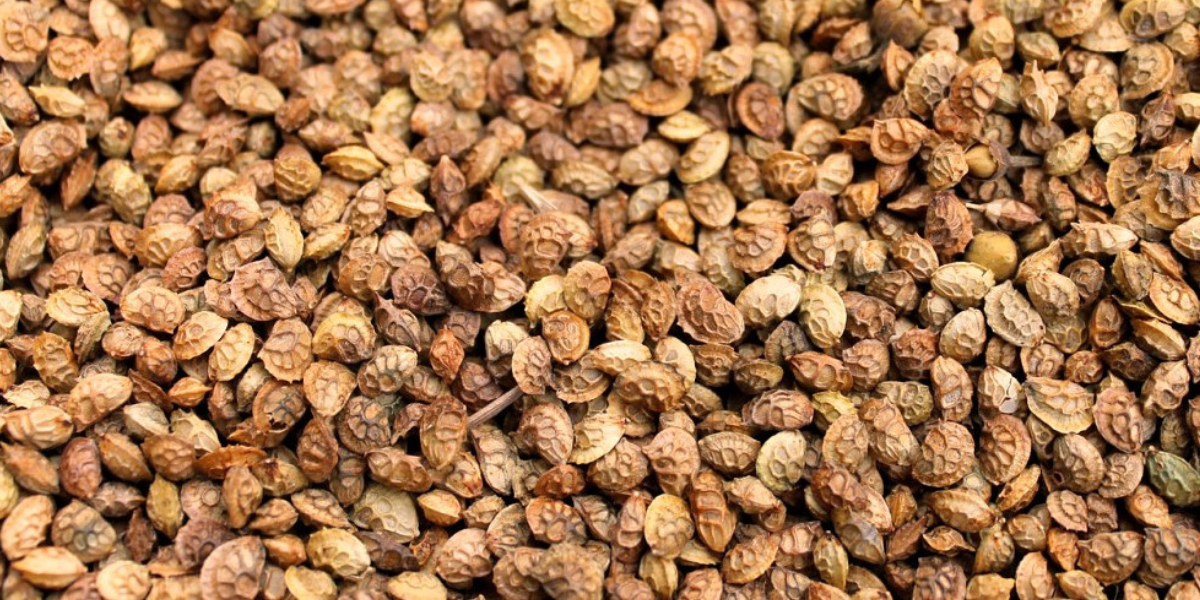 Семена эспарцета из Казахстана не соответствовали требованиям: 20 тонн груза возвращены в РК