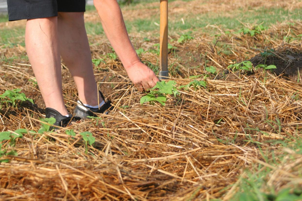 Иссык-Кульскую и Нарынскую области планируют перевести на органическое земледелие