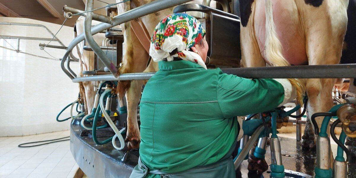 Фермерам в КР выдадут по 130 тысяч сомов для повышения качества молочной продукции