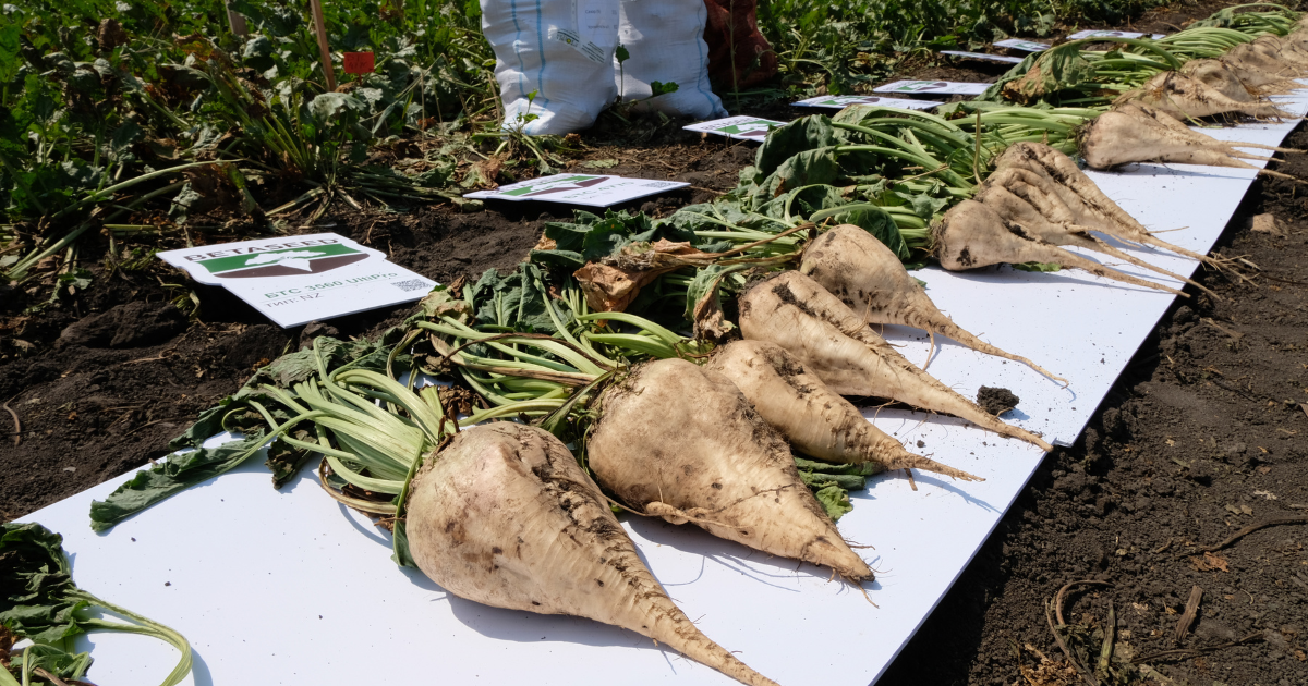 В КР собрано 870.2 тысячи тонн сахарной свеклы – рост на 249.2 тысячи тонн