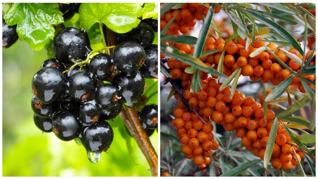 В Джети-Огузе испытали экспортные сорта ягод: прибыль с гектара составит до 4 млн сомов