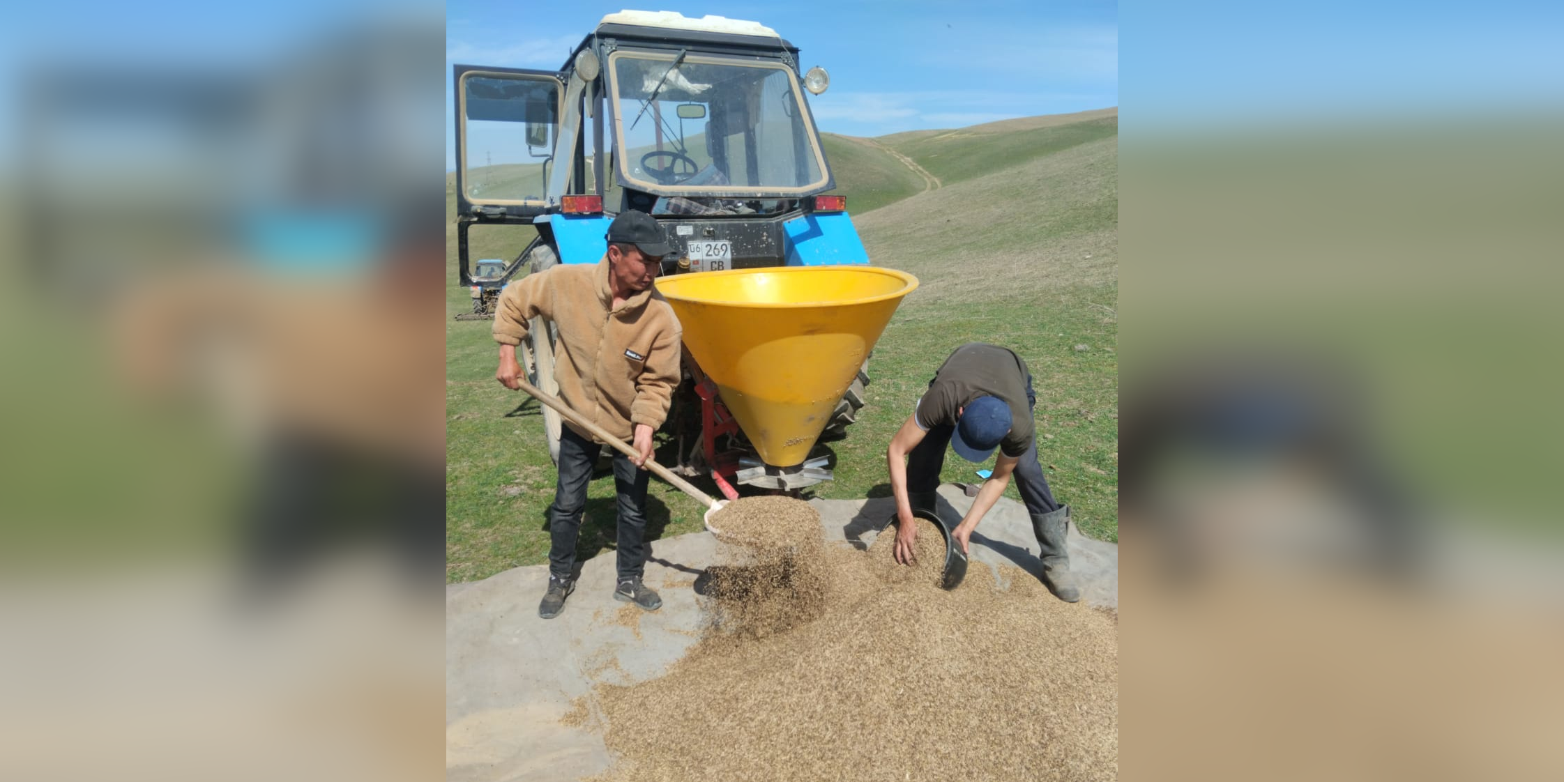 Более 1.6 тысячи га земли засеяно экспарцетом для восстановления пастбищ в Ошской области