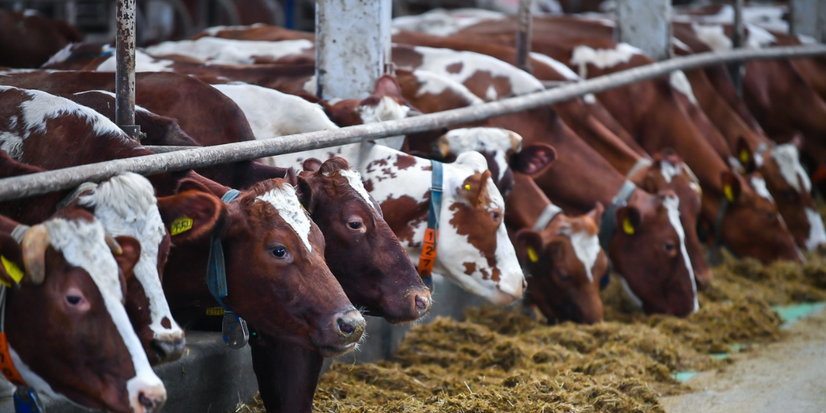 В КР выделят 200 млн сомов на проект поддержки объединенных товаропроизводителей