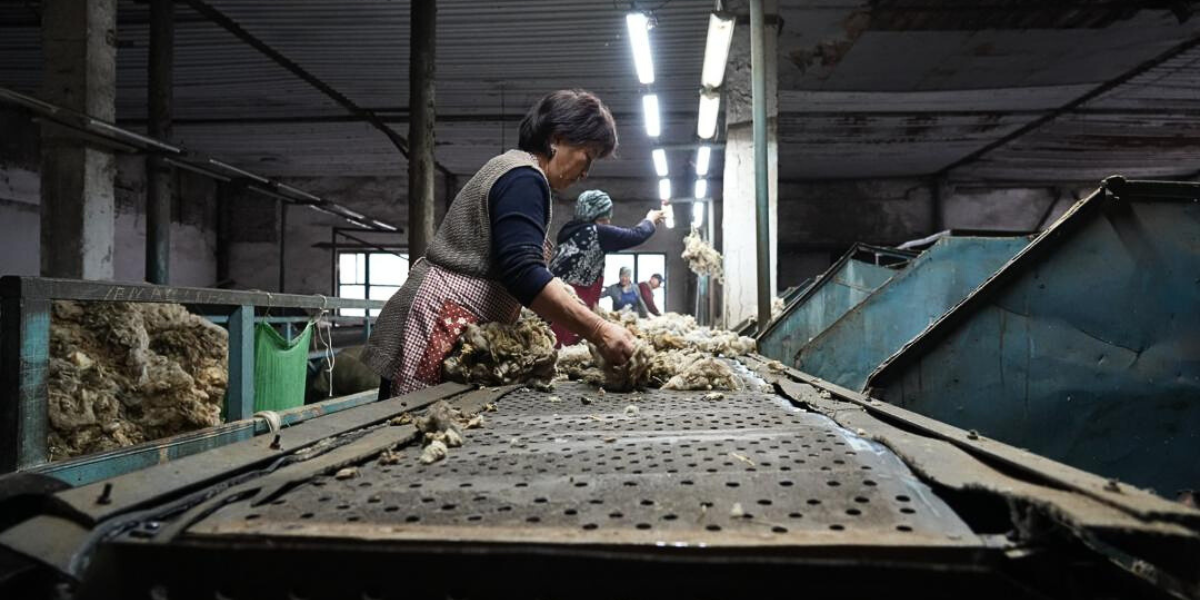 Нарынской области выделили 11.5 млн сомов на предприятия по переработке шерсти и производству сафлорового масла