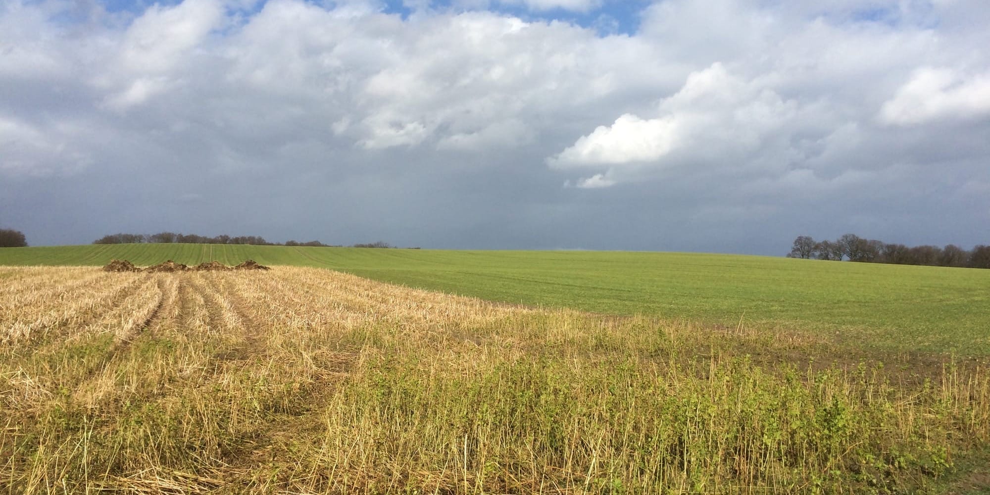 Чиновники Ысык-Атинского района продали муниципальный участок втрое дешевле