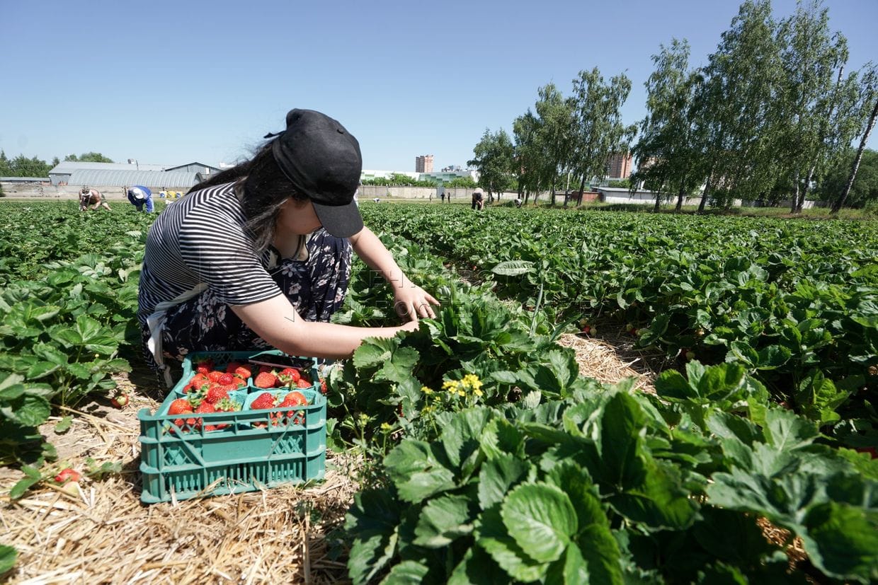 Минсоцтруда: Более 19 тысяч кыргызстанцев трудоустроены за рубежом с соцгарантиями