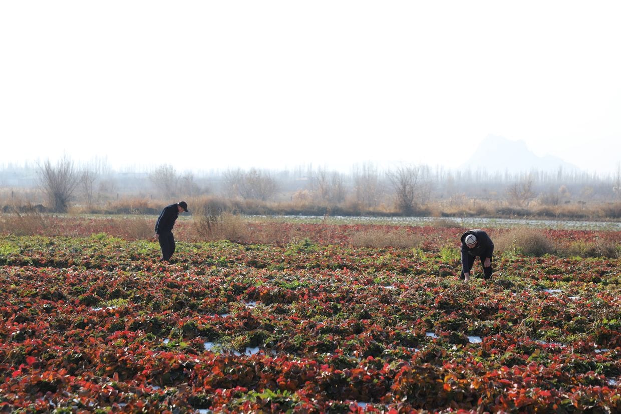 В Баткене фермеры при поддержке ФАО построили водохранилище – как оно повлияет на экспорт клубники?