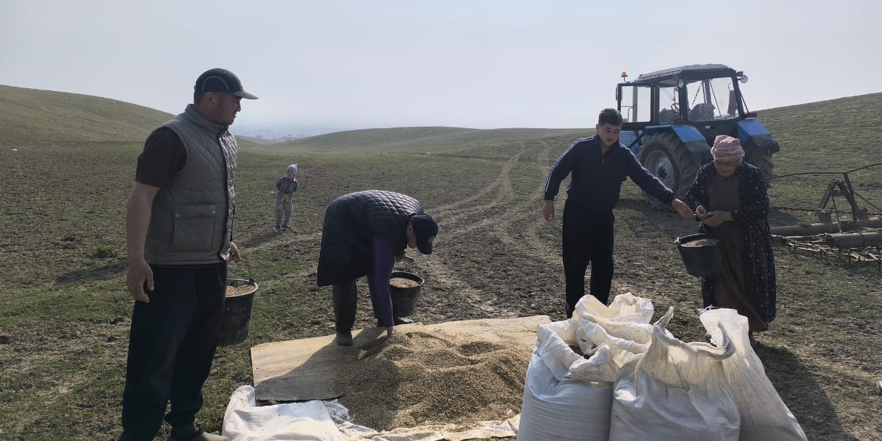 Минсельхоз объявил тендер на закупку семян для восстановления пастбищ