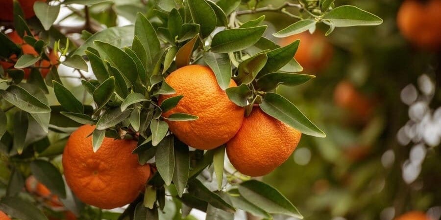 В Баткене испытают новые сорта мандаринов – саженцы завезут из Турции