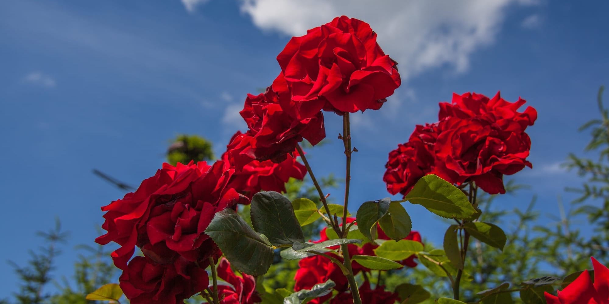 В Ош доставили 100 тысяч саженцев роз