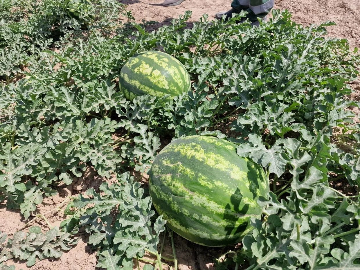 Экспорт кыргызских арбузов в 2024 году вырос на 360%