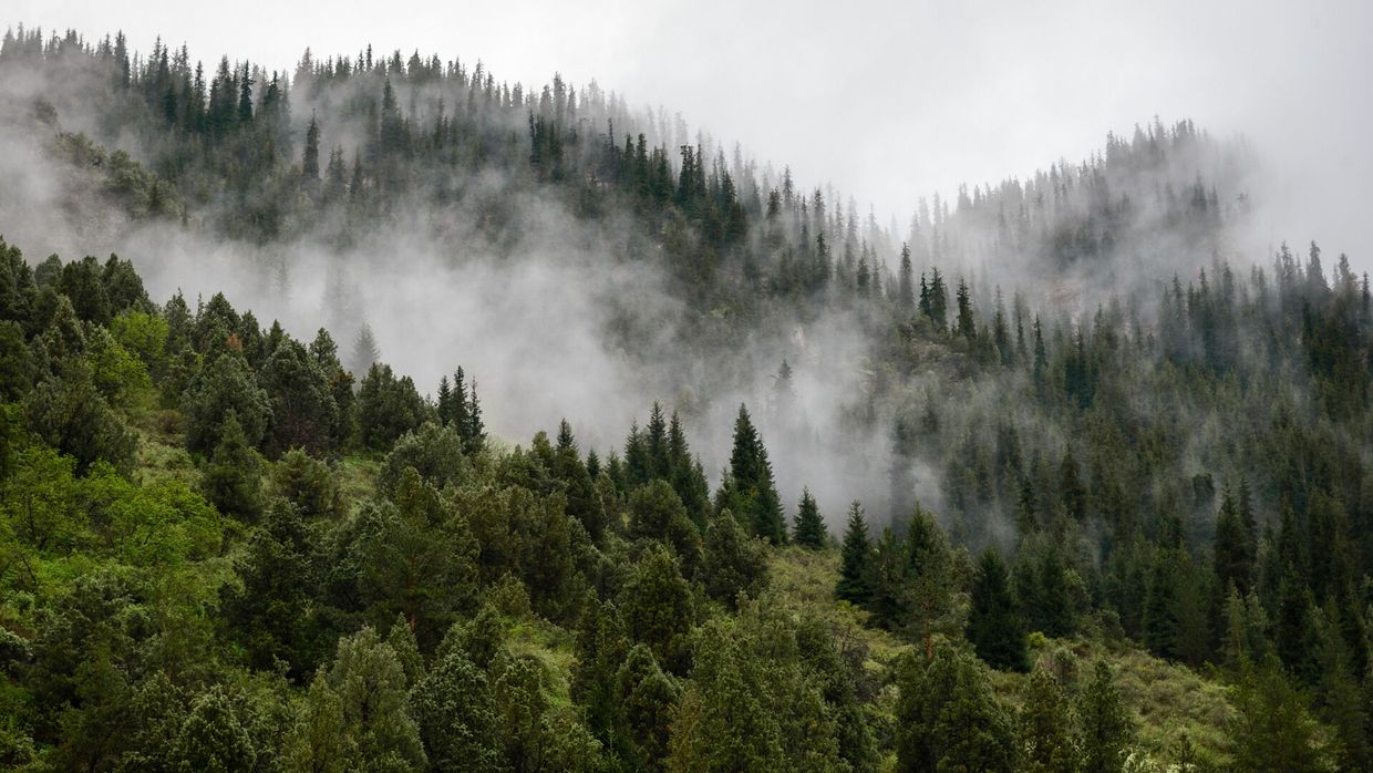 Доход от лесопользования в Кыргызстане превысил 50 млн сомов