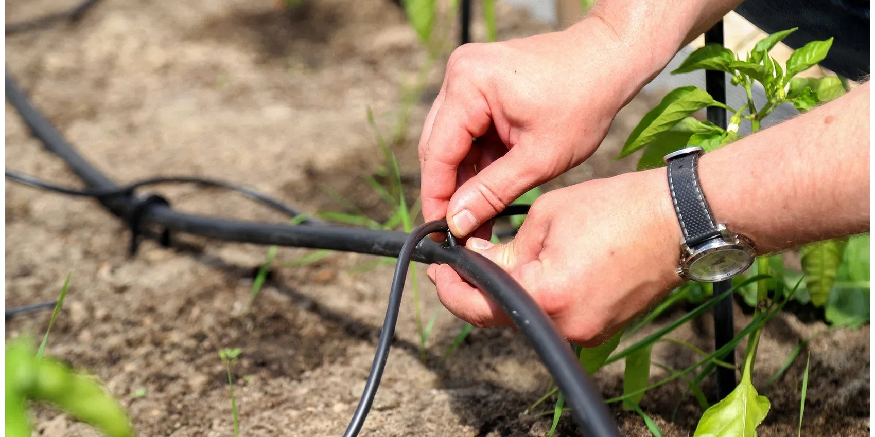 Более 100 гектаров в Жети-Огузском районе планируют перевести на капельное орошение