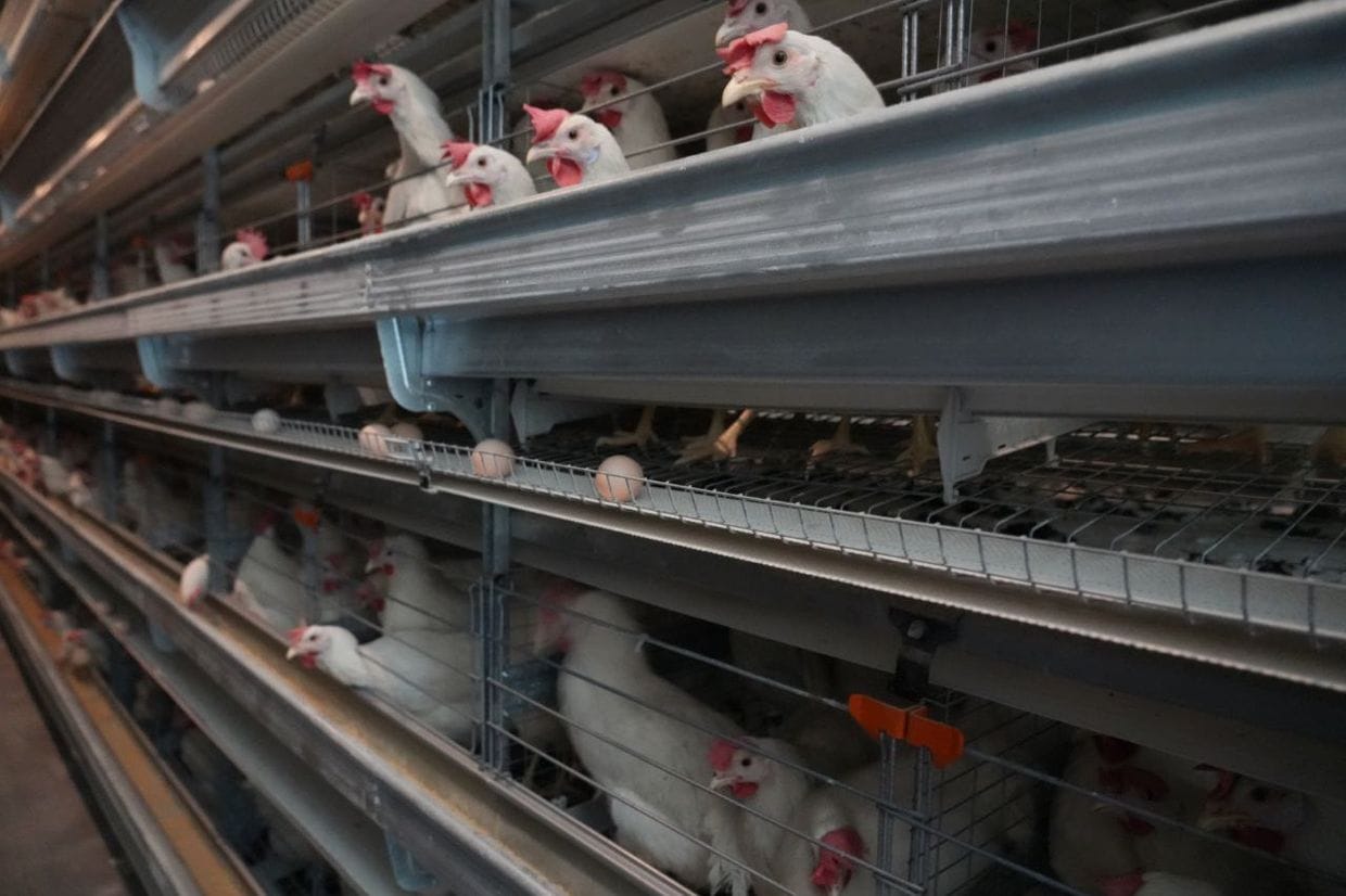 В Чуйской области запущена крупнейшая в КР птицефабрика — она будет производить до 280 тысяч яиц в день