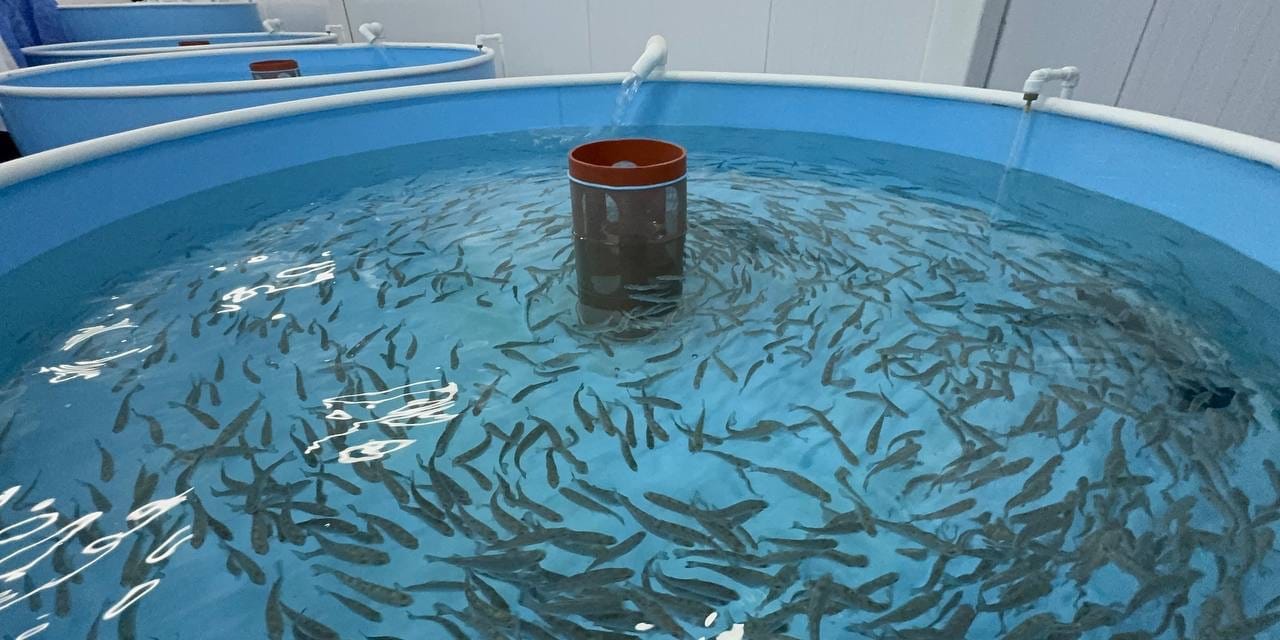 В Чуйской области открыли инкубационный цех по производству рыбопосадочного материала. Фото: Минсельхоз. 