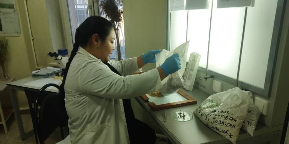 Лаборатория по карантину растений выявила в КР шесть видов опасных вредителей за I квартал текущего года