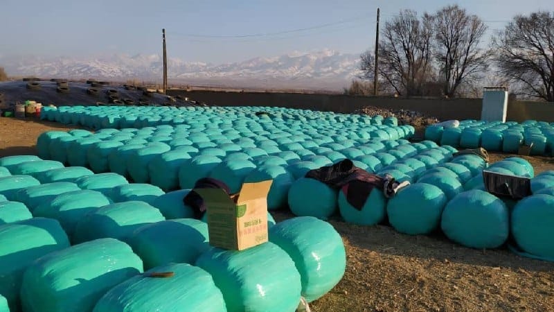 В Таласской области начали производить силос — государство выделило на это 600 тысяч сомов