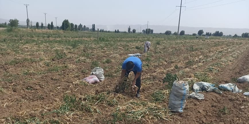 До 130 центнеров чеснока с гектара – Минсельхоз рассказал о программе  «3+2»