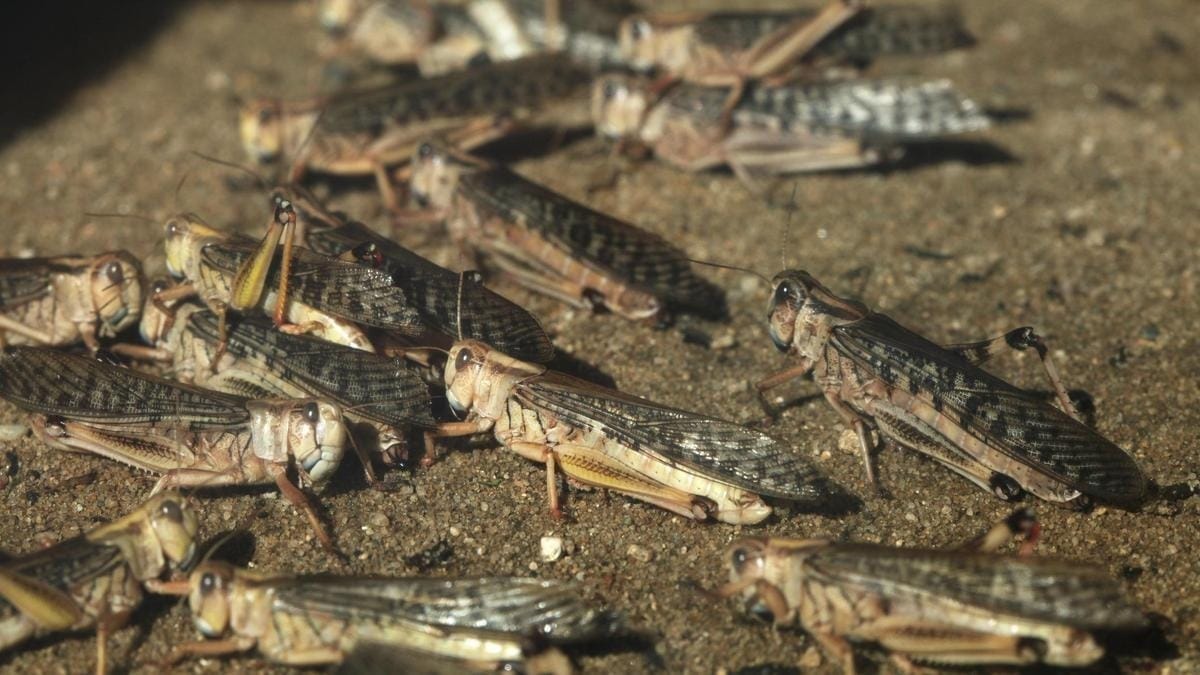 В Кыргызстане выявлено свыше 60 тысяч га с саранчой – 77% уже обработано