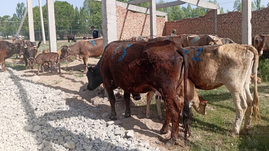 Малообеспеченным семьям в Иссык-Кульской области передали 200 дойных коров с телятами