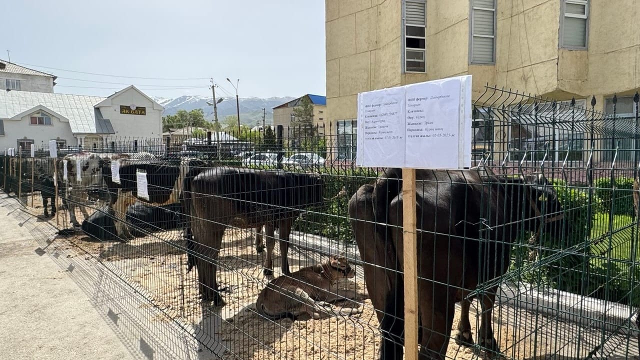 На искусственное осеменение скота направят 60 млн сомов из республиканского бюджета