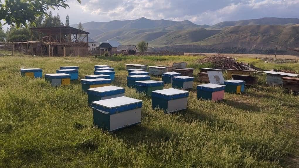 В Чаткальском районе стартовал проект по развитию пчеловодства: сельским семьям передали 100 ульев