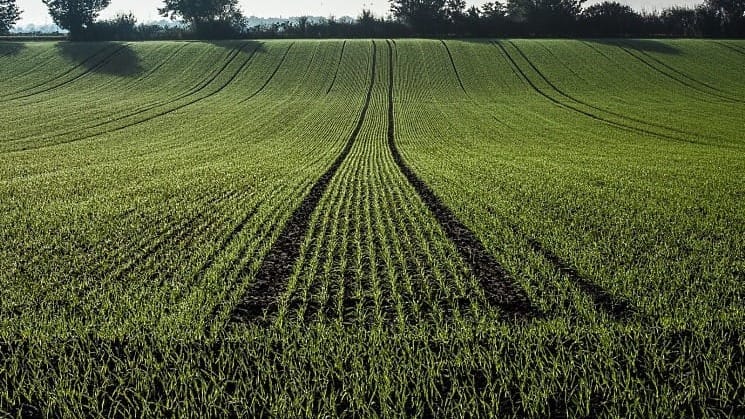 Минсельхоз призывает фермеров переходить на озимые культуры