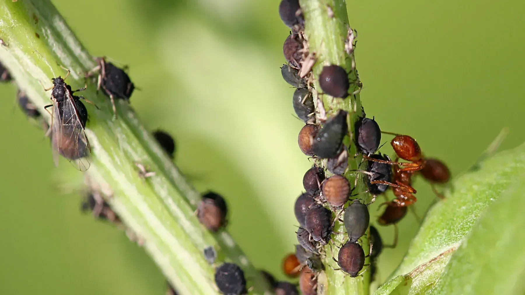 Какие химсредства надо использовать для защиты растений от вредителей? Советы Минсельхоза