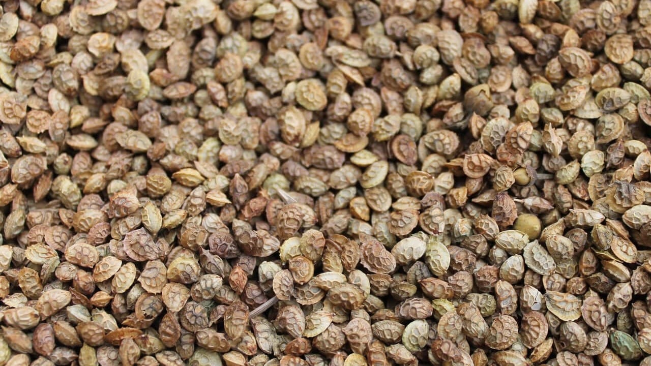 Минсельхоз КР закупит 173 тонны семян пастбищных трав почти на 50 млн сомов